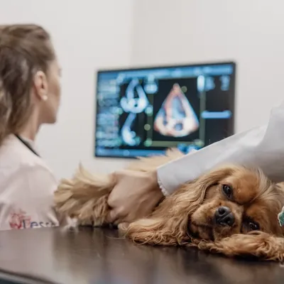 Cão sendo examinado com a tela de ecodopplercardiografia ao fundo